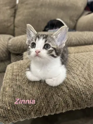 Pollinator : Zinnia