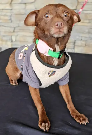 Lola from Mexico