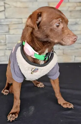 Lola from Mexico