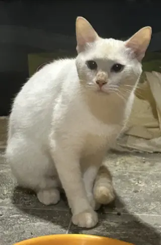 Marisol