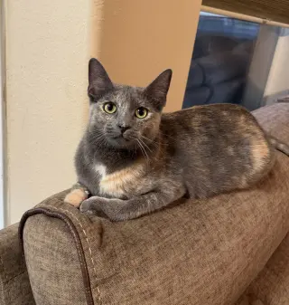 Luna A