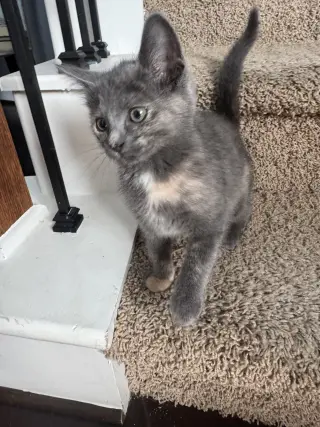 Luna A