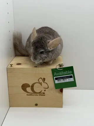 Cinnamon