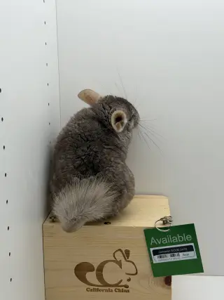 Cinnamon