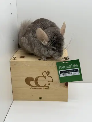 Cinnamon