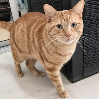 Handsome