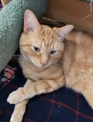 Handsome