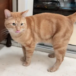 Handsome