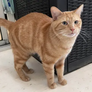 Handsome
