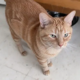 Handsome