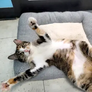 Rumi #furry-comforter