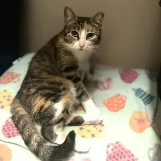 Rumi #furry-comforter