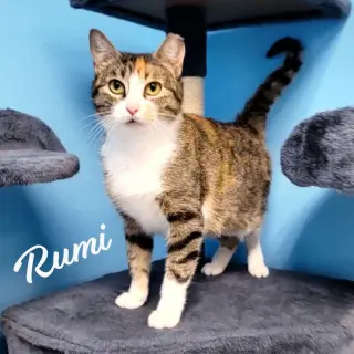 Rumi #furry-comforter