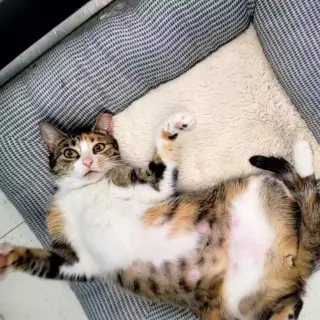 Rumi #furry-comforter