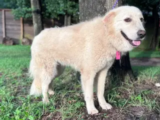 Mandeline