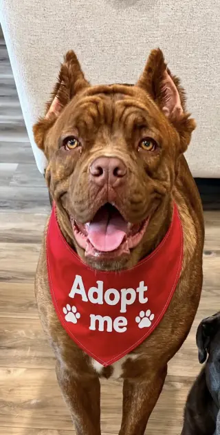 Annie