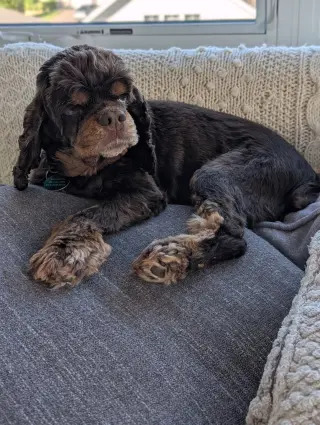 Amelia