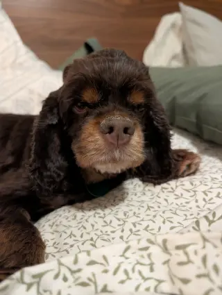 Amelia