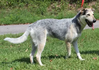 Sadie 42953