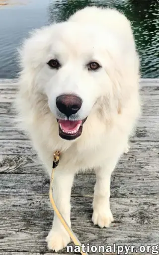 Kami in KY - Sweet & Playful!
