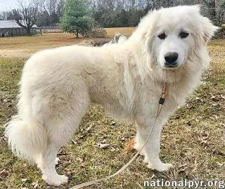 Kami in KY - Sweet & Playful!