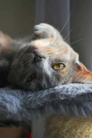 Buttercup