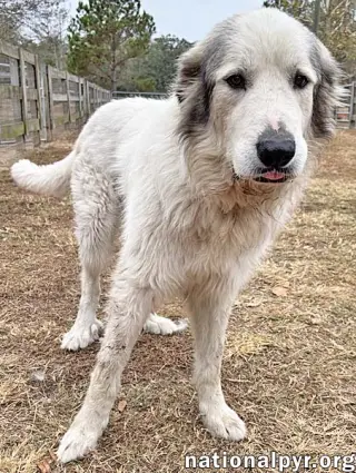Thor in GA - Gentle & Affectionate!