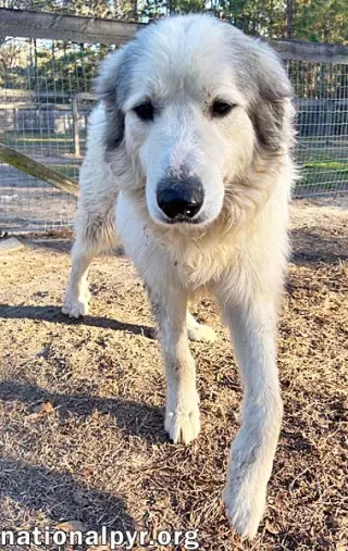 Thor in GA - Gentle & Affectionate!