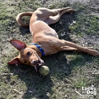 Novak
