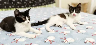 Dottie & Olive