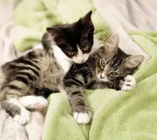 Dottie & Olive
