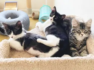 Olive & Dottie