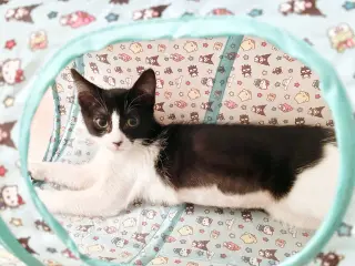 Olive & Dottie
