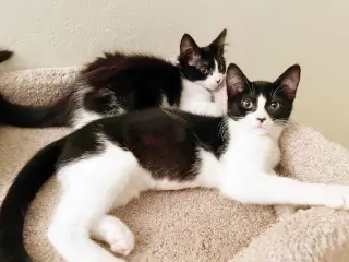 Olive & Dottie
