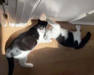 Olive & Dottie