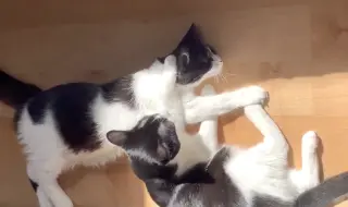 Olive & Dottie