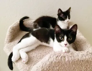 Olive & Dottie