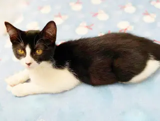 Olive & Dottie