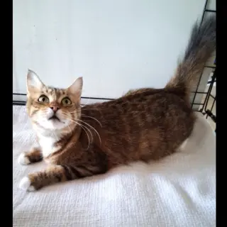 Queenie