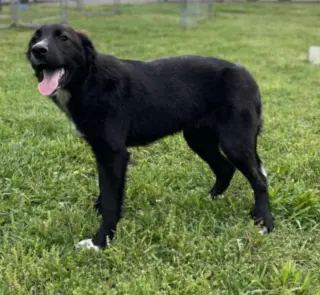 Maggie