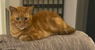 Chester: Wants Your Lap and He Means Now