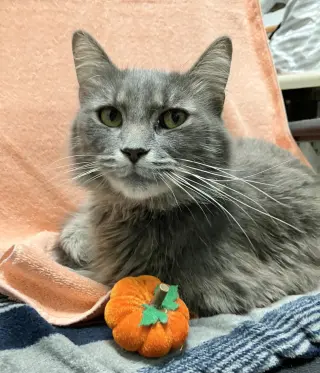Horace