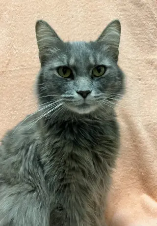 Horace