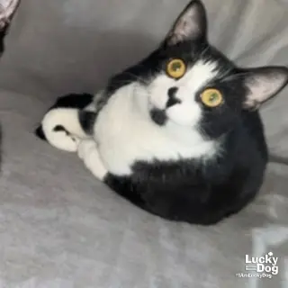 Sugar