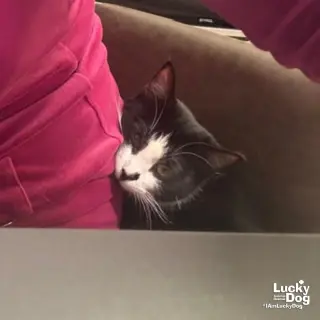 Sugar