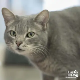 Astro