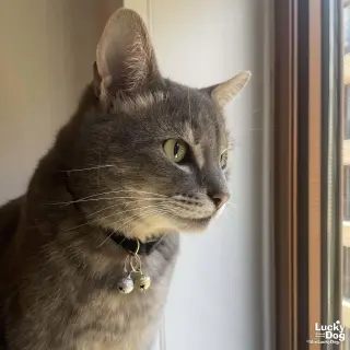 Astro