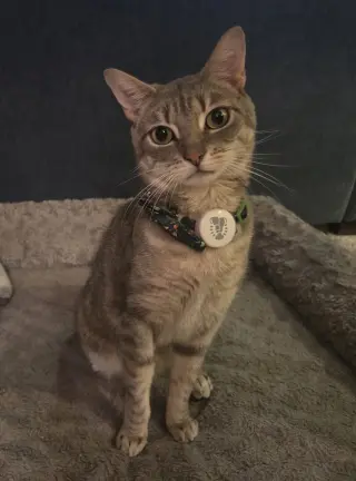 Klaus