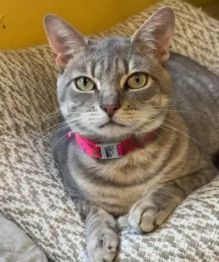 Klaus