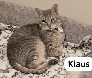 Klaus